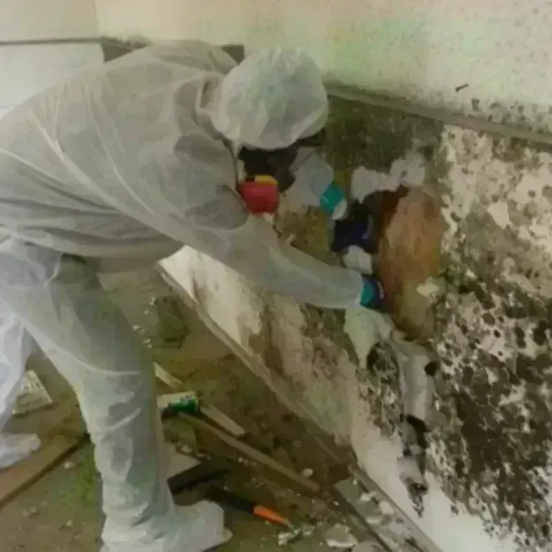 Mold Remediation and Removal in Livingston, AL